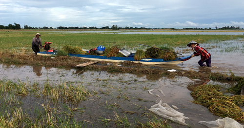 Nam Định: Chán gieo cấy, người dân bỏ hoang gần 1.000ha đất lúa