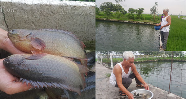 Nam Định: Thương binh cụt 1 chân sống khỏe nhờ cá rô “khổng lồ”