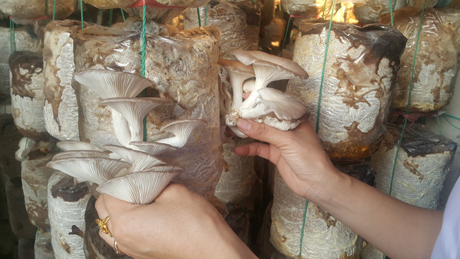 Nam Định: Mỗi năm kiếm hơn nửa tỷ nhờ trồng nấm sạch