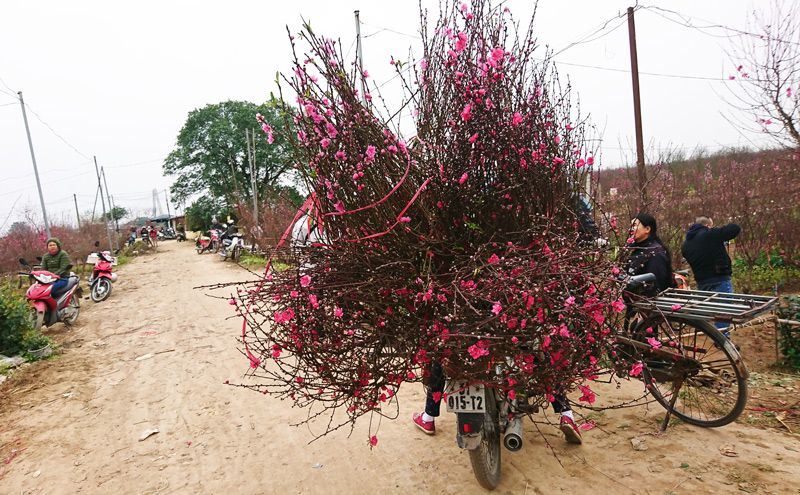 Nhộn nhịp làng trồng đào tết lớn nhất Nam Định
