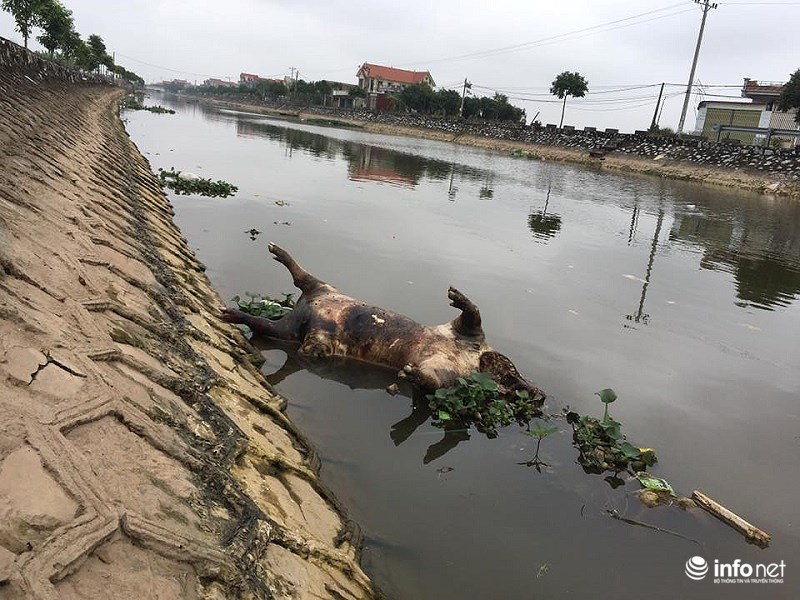 Nam Định: Kinh hãi xác lợn chết nổi lềnh phềnh đầy sông, ngay trước nhà bí thư