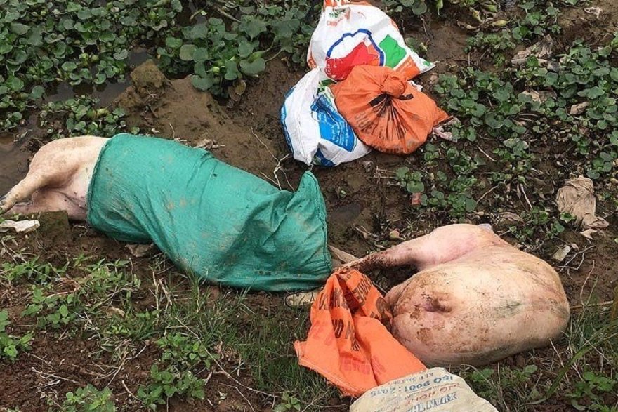 Bất ngờ với số lượng lợn chết do dịch lở mồm long móng ở Nam Định