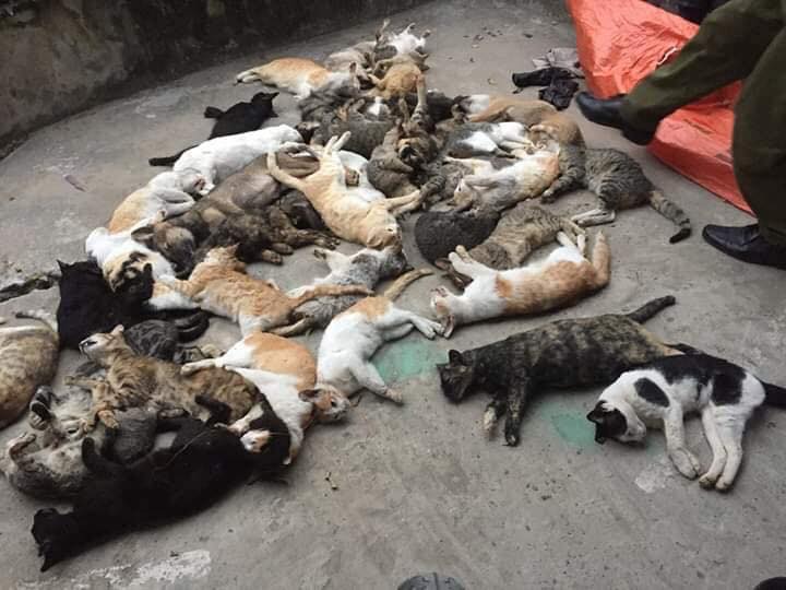 Nam Định: Hàng loạt con mèo bỗng lăn đùng ra chết bất thường