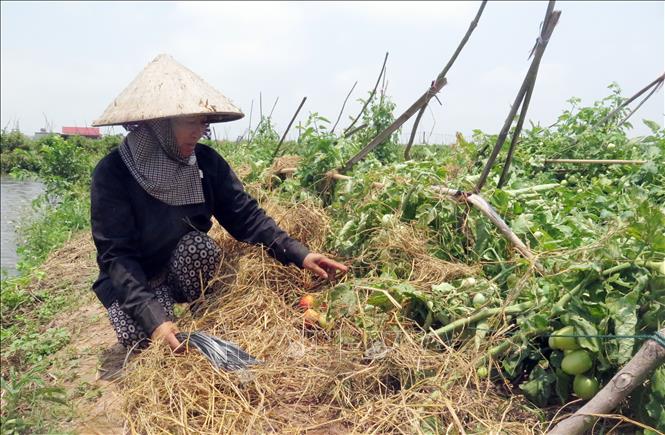 Dông lốc hoành hành tại ‘thủ phủ’ cà chua của Nam Định