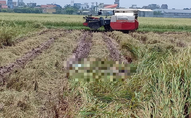 Phát hiện thi thể nam giới đang phân hủy khi gặt lúa ngoài đồng