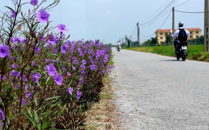 Mê mẩn đường quê ở Nam Định phủ đầy sắc hoa chiều tím