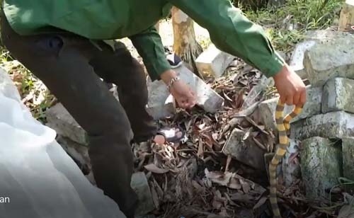 CLIP: “Rợn người” tay không bắt 15 con rắn cạp nong ở Nam Định