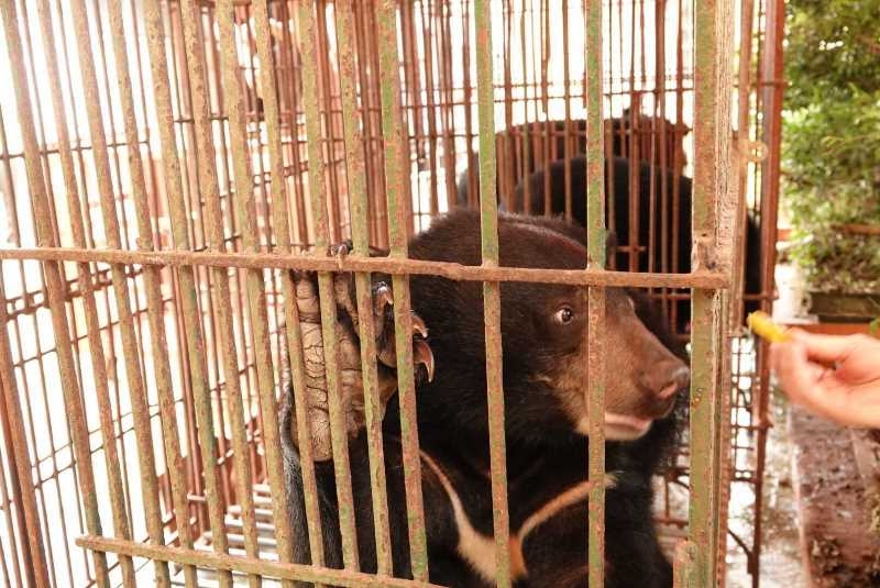 Cứu hộ ba cá thể gấu ngựa tại Nam Định trong dịch Covid-19