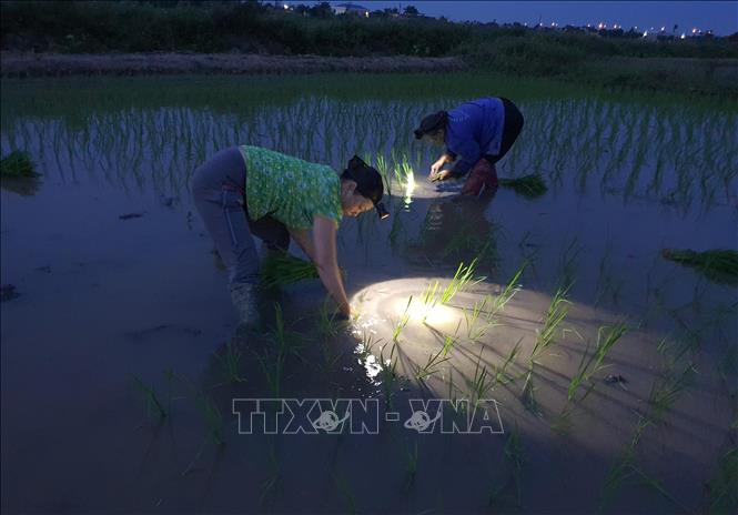 Nông dân Nam Định đeo đèn cấy lúa giữa đêm tránh nắng nóng gay gắt