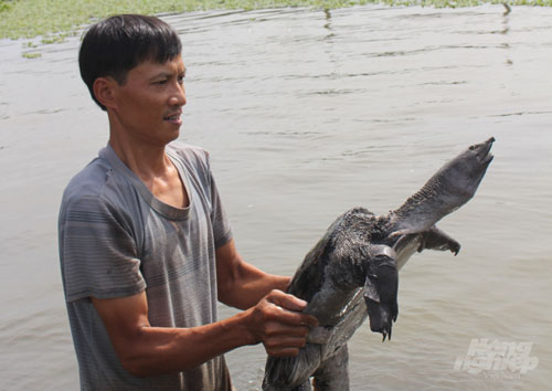 Nam Định: “Đút túi” gần nửa tỷ đồng/năm nhờ nuôi ba ba gai