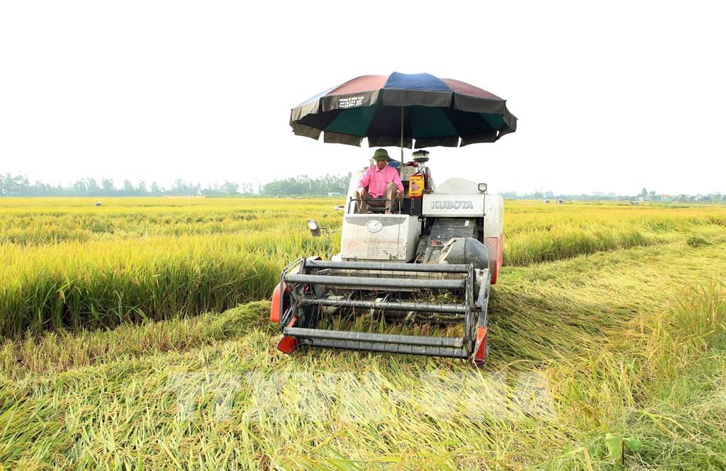 Trên 137.000 ha lúa ở Đồng bằng sông Hồng và Bắc Trung Bộ chưa thu hoạch