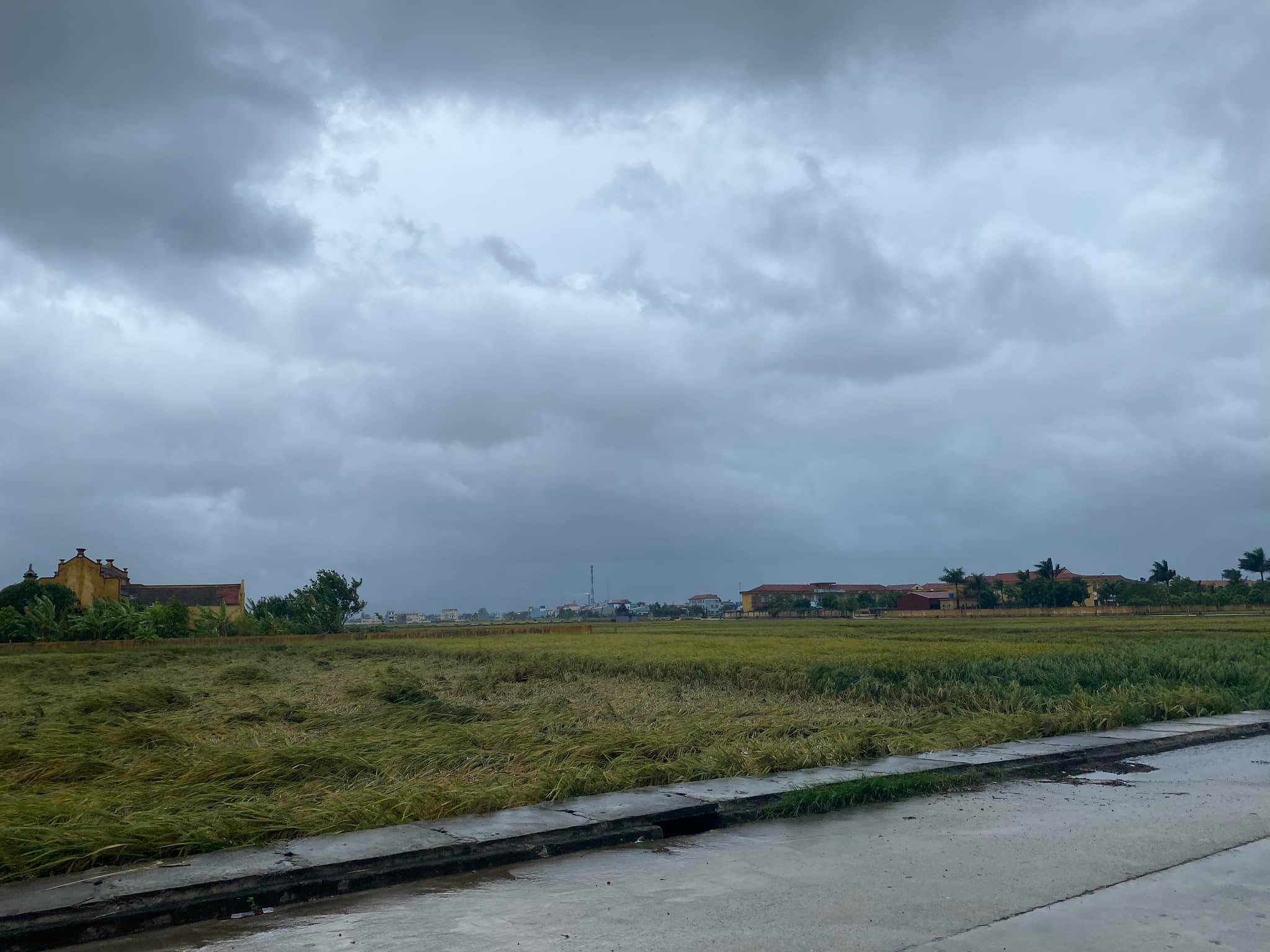 Nam Định Tập trung khắc phục thiệt hại về sản xuất nông nghiệp sau mưa bão