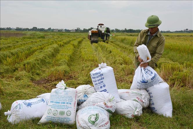 Gần 4.500 ha lúa Mùa tại Nam Định bị ảnh hưởng bởi mưa bão