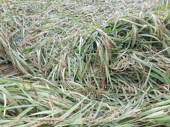 Thái Bình, Nam Định thiệt hại gần 10.000 ha lúa vì mưa lớn