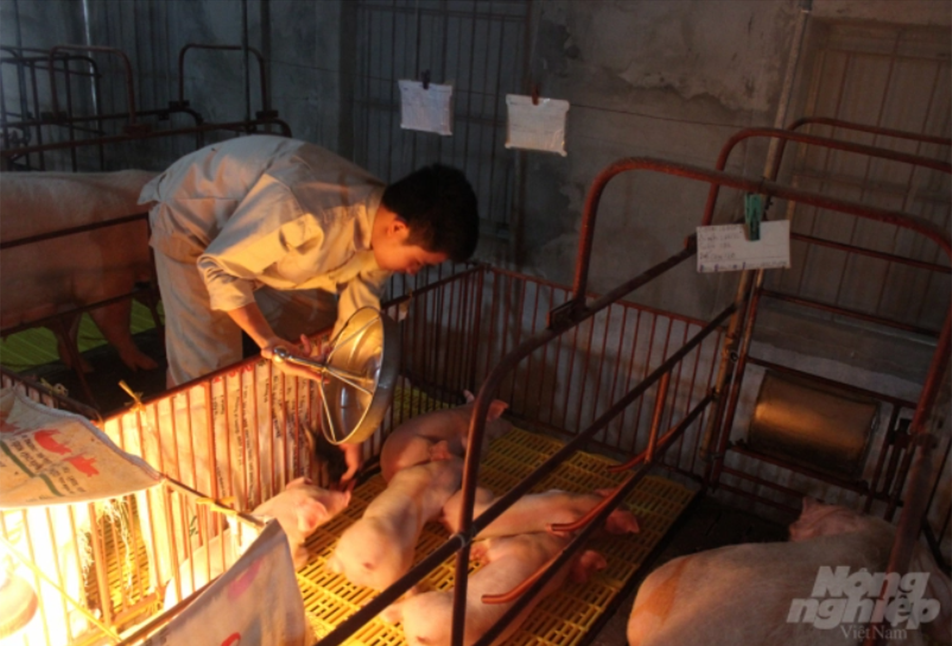 Nam Định: Nuôi lợn đạt tiêu chuẩn VietGAHP thu cả tỷ đồng