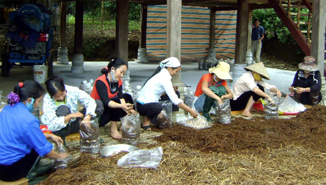 Nam Định: 10 năm đào tạo nghề cho trên 23 ngàn lao động nông thôn