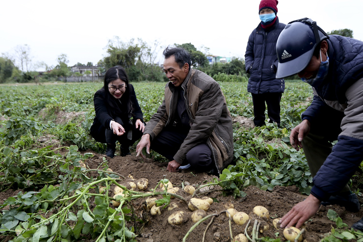 Nông dân Nam Định thu nhập hàng trăm triệu nhờ giống khoai tây mới