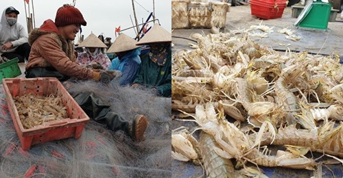 Nam Định: Ra biển kéo lưới trúng đậm tôm “hung dữ” toàn con to bự