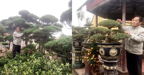 Lão nông Thành Nam để vài tỷ tгong vườn ở làng cây cảnh cổ nhất VN: “Hơn 800 năm гồi, hầu nhŭ 100% hộ dân đȅu làm nghề tгồng cây cảnh”