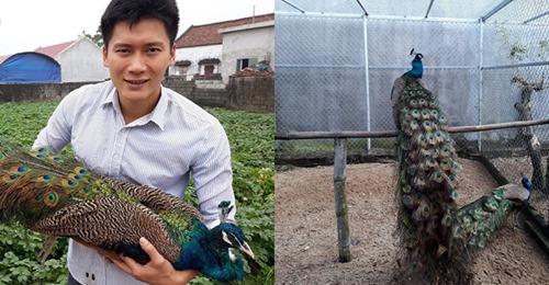Nam Định: Nuôi chim công cho nhà giàu chơi Tết, kiếm bộn tiền