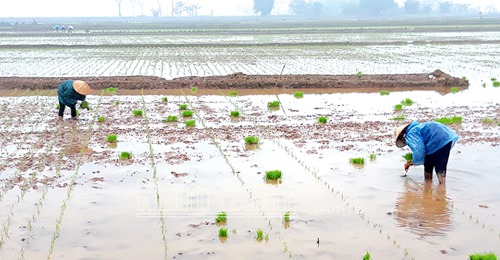 Nam Định : Rộn ràng xuống đồng gieo cấy lúa xuân