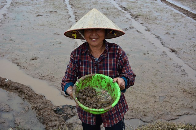 Nam Định: Nông dân dầm bùn diệt ‘giặc’ ốc bươu vàng