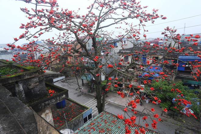 Hoa gạo Thành Nam – Loài hoa đỏ cháy rực như biểu tượng cho sự hiên ngang và ý chí quật cường của người Nam Định.