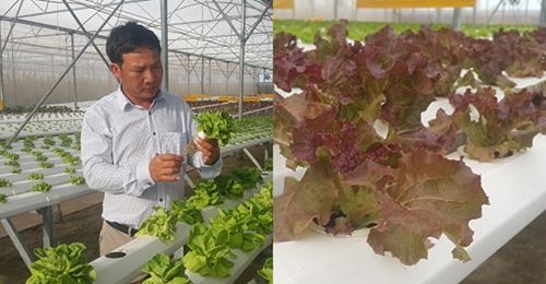 Nam Định: Bỏ phố về quê trồng rau công nghệ cao lãi hơn 1 tỷ/năm.