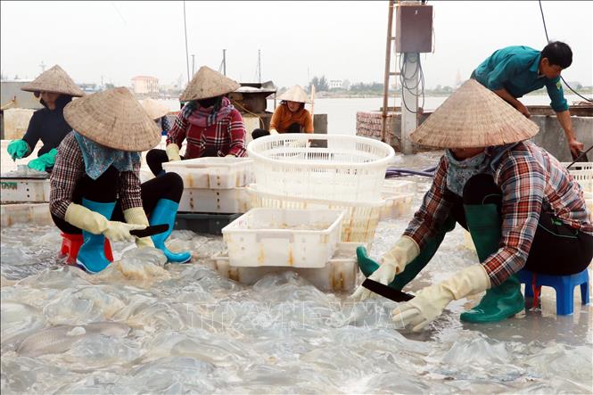 Nam Định : Thu tiền triệu từ khai thác ‘lộc biển’