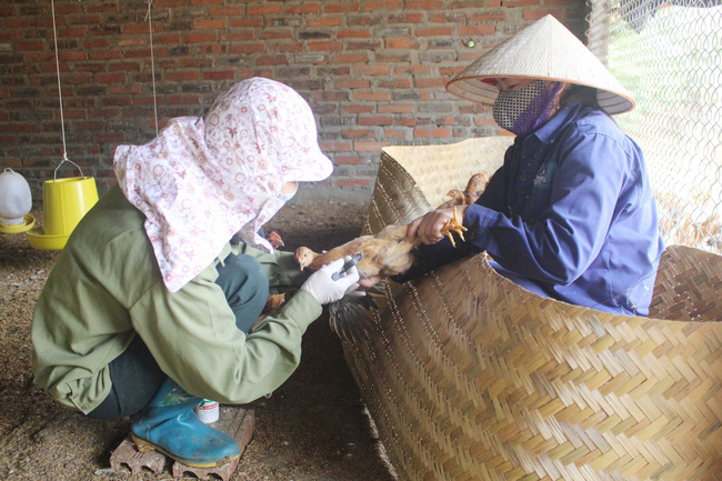 Virus cúm A (H5N8) có thể lây từ gia cầm sang người chưa phát hiện ở Việt Nam