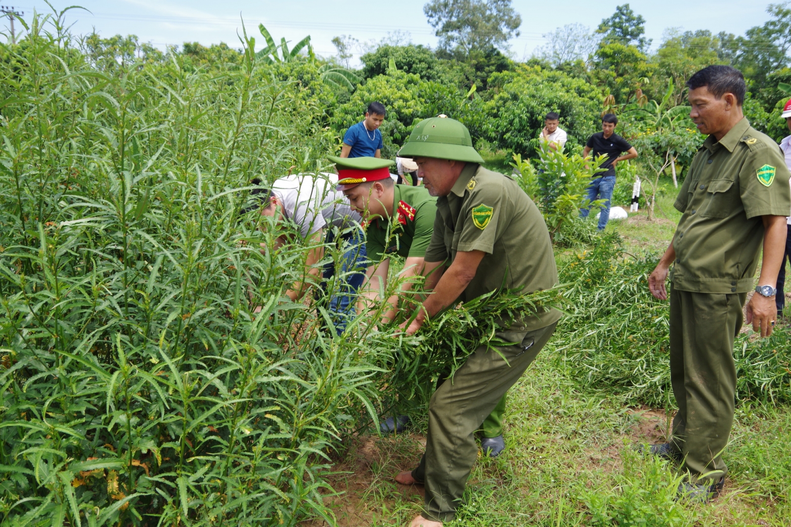 Nam Định: Xử lý 3 đối tượng trồng cần sa trái phép để …ngâm rượu và nuôi gà chọi