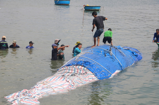 Hành trình đưa cá voi nặng gần 10 tấn vào bờ an táng