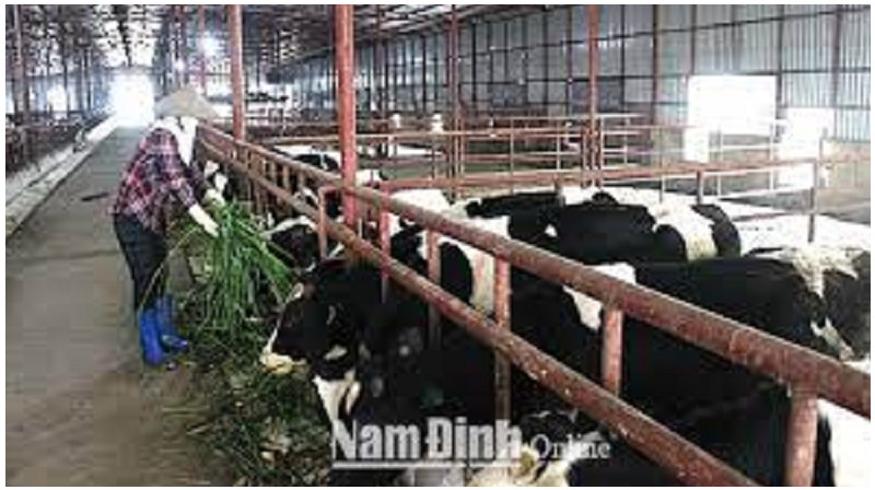 Nam Định: Làm giàu từ giống bò 3B trên vùɴɢ đất trũng xã Hiển Khánh