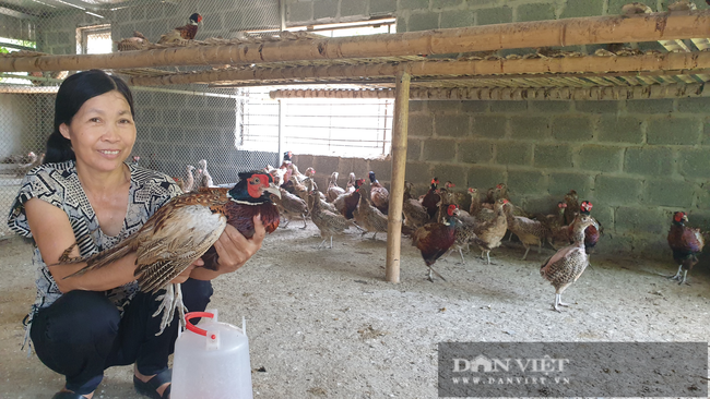 Nam Định: Nuôi loài chim quý mắn đẻ như gà, mỗi tháng bỏ túi hàng chục triệu đồng