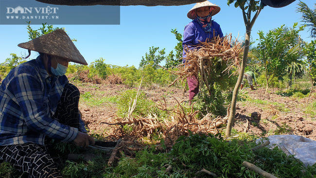 Nam Định: “Nhân sâm người nghèo” rớt giá chưa từng có, bán 1 kg không mua nổi cốc trà đá