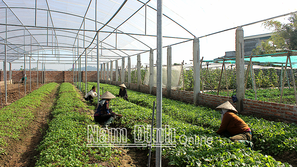 Nam Định : Phát huy vai trò của hợp tác xã trong xây dựng nông thôn mới