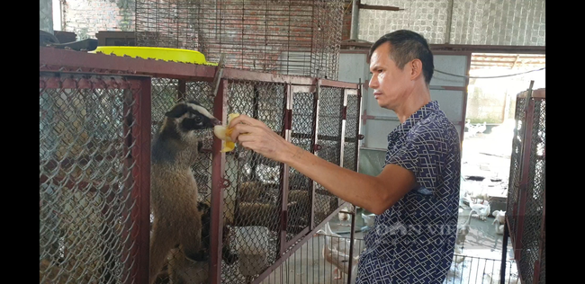 Nam Định: Nuôi loài thú khoái ăn chuối, ăn cháo loãng qua ngày mà ông nông dân này kiếm tiền tỷ