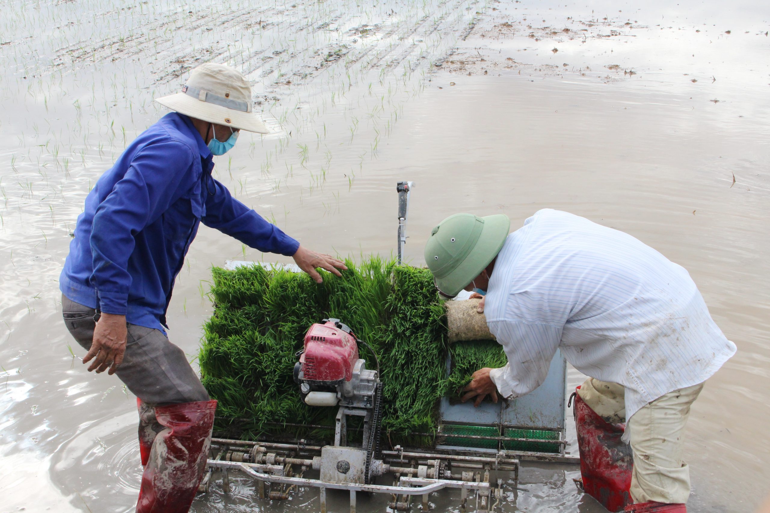 Nam Định: Minh Thuận triển khai mô hình máy cấy trong sản xuất nông nghiệp