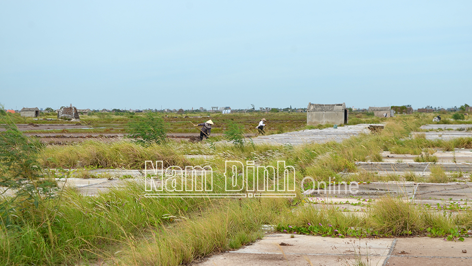 Nam Định : Tìm hướng đi mới cho nghề muối ở Bạch Long