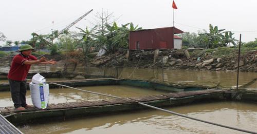 Nam Định: Giá thức ăn nhảy như giá vàng trong khi cá tôm bán trầy trật, nông dân lỗ nặng, nhiều hộ “treo ao”