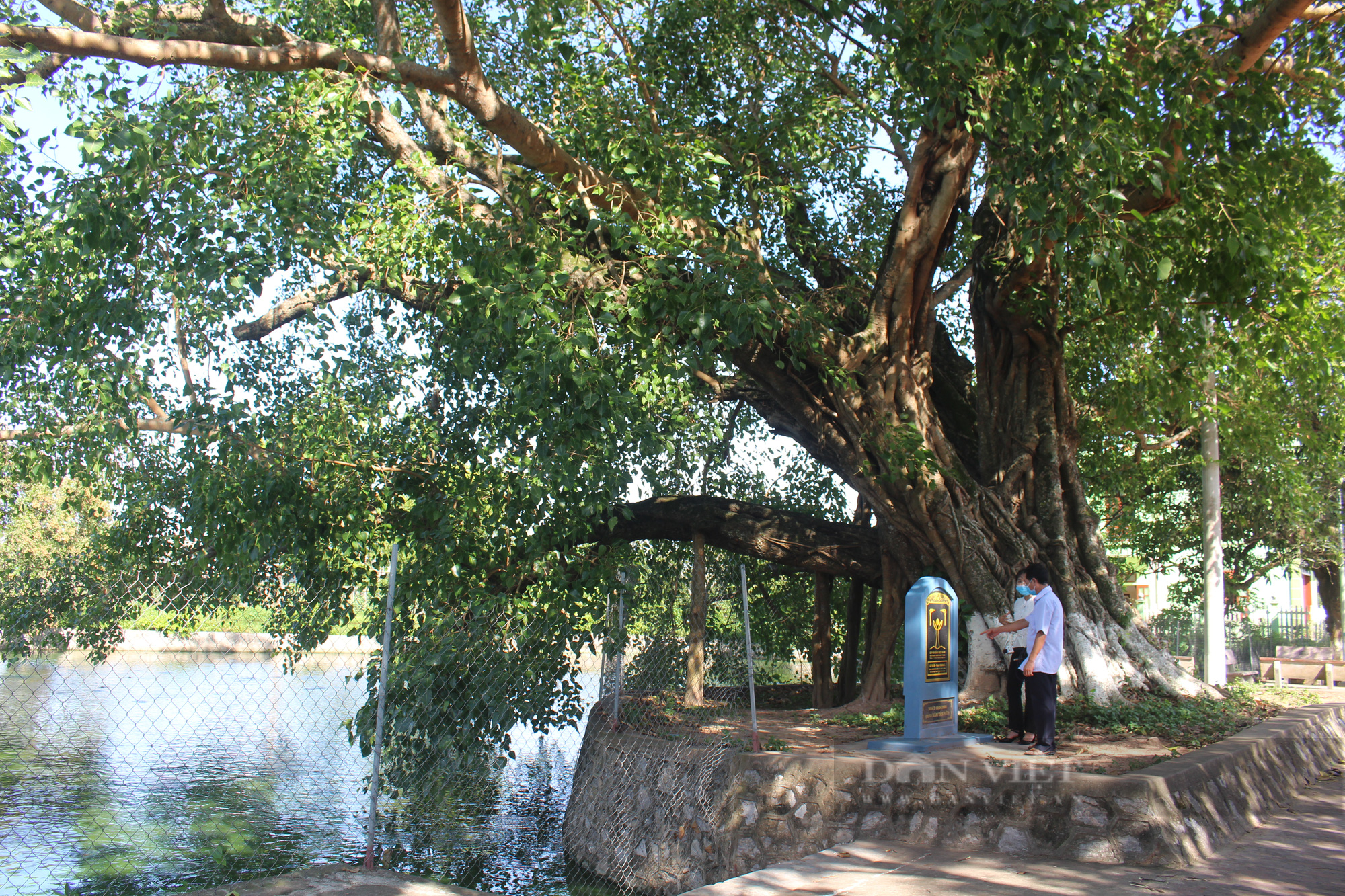 Nam Định: Khám phá làng cổ Dịch Diệp ngàn năm không đổi tên, ngắm cây “bổ đề đại lão” nghìn tuổi