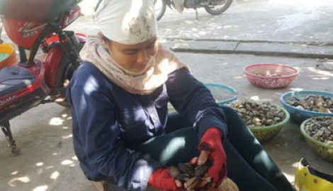 Người dân Nam Định kiếm 500.000/ngày nhờ đi ‘săn’ sam đất