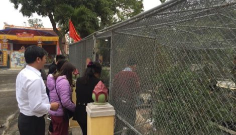 Con trăn ‘mắc võng nằm chầu’ trong ngôi đền Mẫu ở Nam Định giờ ra sao?