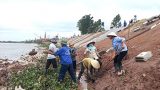 Di dân khẩn cấp vùng sạt lở bãi sông Ninh Cơ (Nam Định): Nhiều năm triển khai vẫn chậm tiến độ
