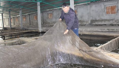 Nghĩa Hưng: Đầu xuân, vua cá bống bớp tiết lộ cách nuôi cá trong ao nhà, kiếm tiền tỷ/năm