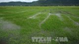 Nam Định tập trung chống úng cứu lúa