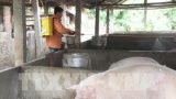 Nam Định ngăn dịch lở mồm long móng lan rộng