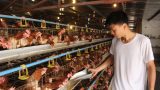 Đáng nể trang trại sản xuất trứng gà sạch, thu 2 tỷ đồng/năm ở Mỹ Lộc