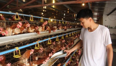 Đáng nể trang trại sản xuất trứng gà sạch, thu 2 tỷ đồng/năm ở Mỹ Lộc