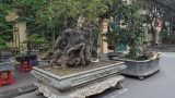 “Kỳ hoa dị thảo” dồn dập đổ về, dân chơi cây cảnh phát sốt “Kỳ hoa dị thảo” dồn dập đổ về, dân chơi cây cảnh phát sốt